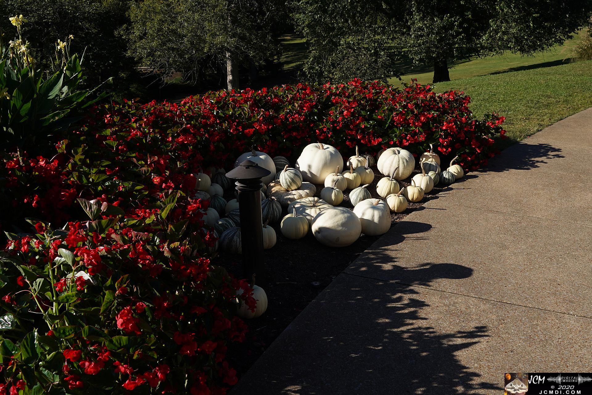 20200930 CheekWood Garden area - pumpkins and red flowers
